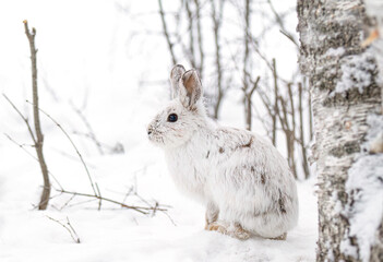 White snowshoe hare or Varying hare running in the falling snow in a Canadian winter