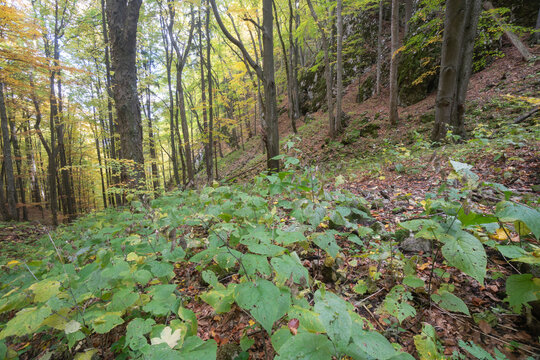 View of sunlight filtering through a dense, verdant forest with a carpet of lush green plants and rocky outcrops, Muranska Planina, Banskobystricky kraj, Slovakia.