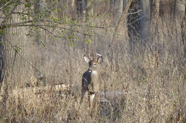 white tailed deer in the woods