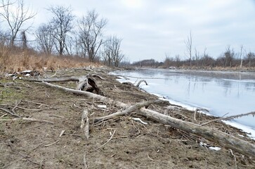 dead tree lake winter driftwood shoreline