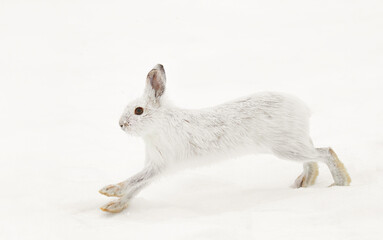 Arctic Hare or Snowshoe Hare isolated on white background running in snow in Canada