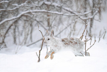 White Snowshoe hare or Varying hare with coat turning brown running in the winter snow in Canada