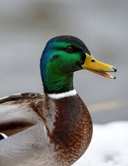Mallard duck with green head and yellow beak