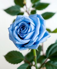 A beautiful single white rose bud in full bloom with soft petals and a green leaf isolated on a blue background, symbolizing nature, floral beauty, and romance