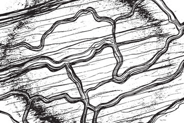 Abstract Black and White Organic Line Texture Background