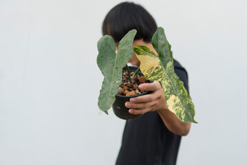 Closeup to New hybrid plant florida beauty x Philodendron Black Billietiae in the pot © rukawajung