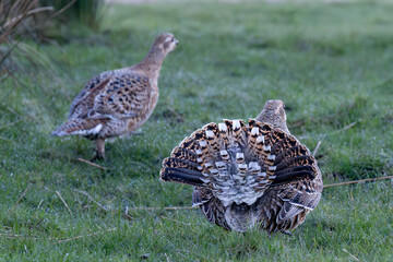 Fototapeta premium A grey partridge displays its tail feathers in a grassy field, possibly as a mating ritual or a warning to another partridge in the background.