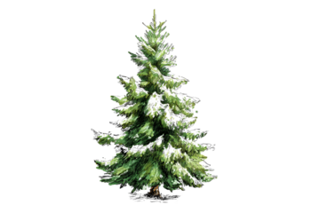 Snowy pine tree on black background for winter scenes