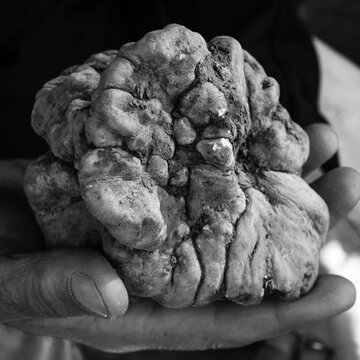 truffe blanche sortie de terre , truffe rare et sauvage, champignon comestible , forme imparfaite , luxe , nourriture , tuber magnatum pico , parfum d'humus  , &eacute;motions olfactives , parfum sauvage , g