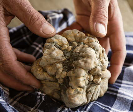 Grosse. truffe blanche , sauvage et rare , sortie de terre  , remarquable par sa taille et sa forme , tuber magnatum pico  ,  pr&eacute;cieuse  , parfum sauvage nourriture terrestre 