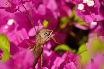 Obraz premium A lizard eating a dragonfly, in a pink flowering tree.