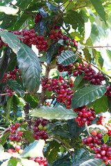 Plant of Arabica coffee with ripe fruit