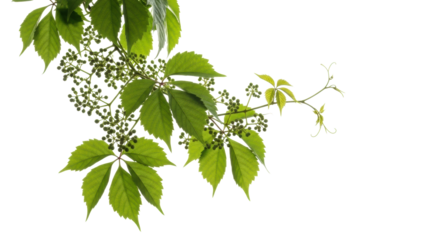 Fresh green wild grape climbing vine with broad leaves, undeveloped berries, and flower buds, detailed against a transparent background with copy space, studio lighting, concept of natural vitality