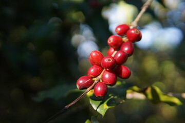 Branch of Arabica coffee with ripe fruit