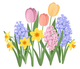 Spring garden flowers, daffodils, hyacinths and tulios with green leaves. Spring plants vector illustration