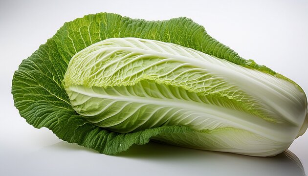 fresh chinese cabbage napa cabbage whole leaf isolated studio shot healthy ingredient