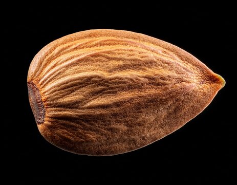 single apricot kernel seed isolated on a black background showing texture and detail