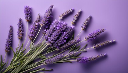 fresh lavender stems arranged on a soft purple background for a calming and fragrant display