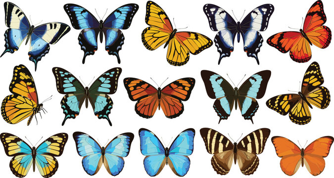Detailed colorful butterfly illustration set showing multiple species with spread wings isolated on white background vector