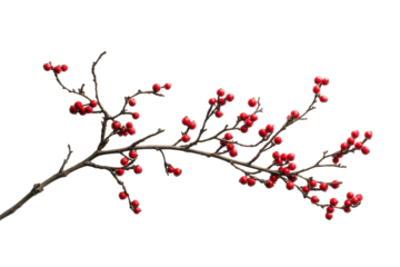 Elegant winter plum branch showcasing dark ripe plums on white background isolated on transparent background