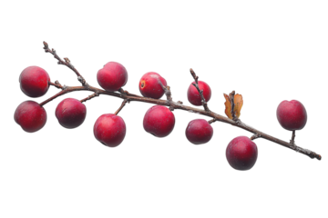 Seasonal winter plum branch featuring fresh plums on bright white background isolated on transparent background