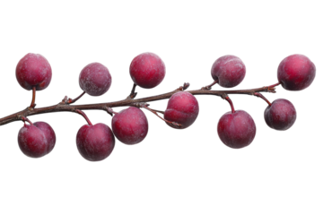 Elegant winter plum branch showcasing dark ripe plums on white background isolated on transparent background