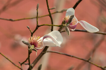 Magnolia in First Light, The Forbidden Palace, China