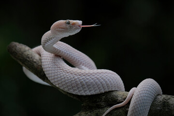 Pink mangrove pit viper Trimeresurus purpureomaculat