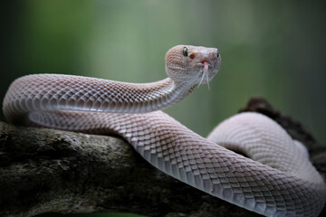 Pink mangrove pit viper Trimeresurus purpureomaculat
