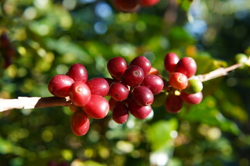 Red berries of Arabica coffee on the branch