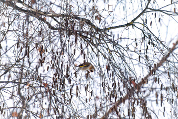 a goldfinch, carduelis carduelis, perched on a birch and is pecking seeds, at a winter day