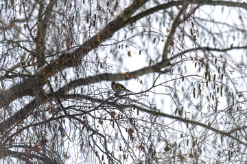 a goldfinch, carduelis carduelis, perched on a birch and is pecking seeds, at a winter day