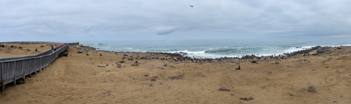 Panorama, seal colony by the sea, fur seal, Cape fur seal (Arctocephalus pusillus), Cape Cross, Atlantic coast, Namibia