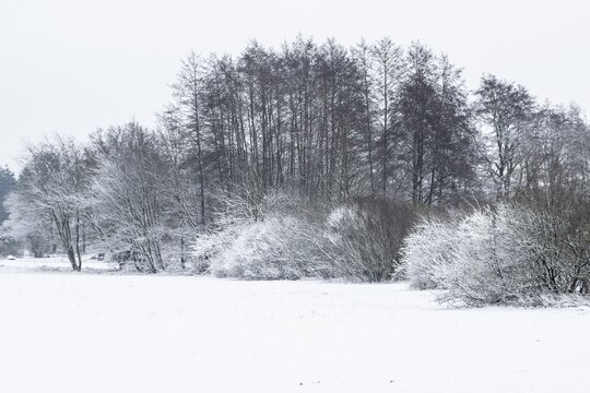 Winter landscape with black alders (Alnus glutinosa) and willows (Salix), Emsland, Lower Saxony, Germany