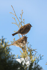 house sparrow perched on a conifer at a sunny winter day