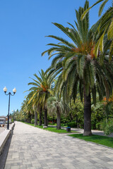 Fototapeta premium Palm trees on the embankment in the Seaside Park. The resort town of Gagra. Republic of Abkhazia