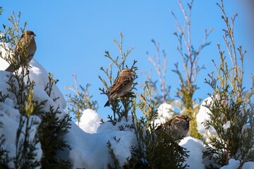house sparrow perched on a conifer at a sunny winter day
