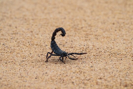 Black scorpion (Parabuthus villosus) running across sand, Namib Desert near Swakopmund, Namibia