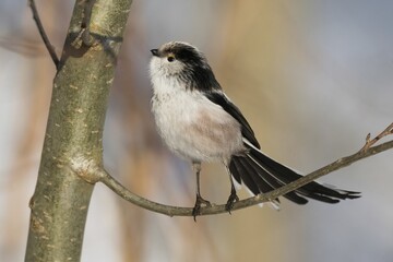 A long-tailed tit (Aegithalos caudatus) stands on a branch with an attentive gaze against a wintry backdrop, Hesse, Germany