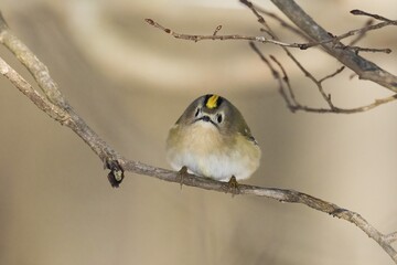 A goldcrest (Regulus regulus) sits curiously on a thin branch in a wintry landscape, Hesse, Germany