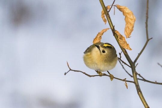 A goldcrest (Regulus regulus) on a thin branch with dry leaves in the background, Hesse, Germany