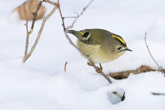 A goldcrest (Regulus regulus) moves in the snow and searches curiously for food in a wintry scene, Hesse, Germany