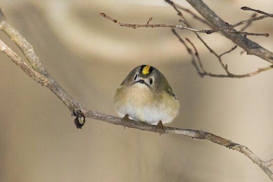 A goldcrest (Regulus regulus) sits curiously on a thin branch in a wintry landscape, Hesse, Germany