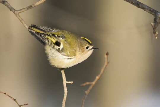 A goldcrest (Regulus regulus) balances elegantly on a thin branch in a quiet forest, Hesse, Germany