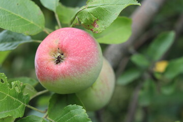 Apple tree with ripe apple fruit.