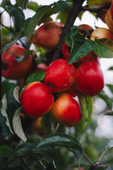 Obraz premium apple orchard