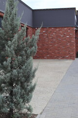 Thuja on the background of a brick wall.