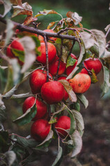 Obraz premium apple orchard