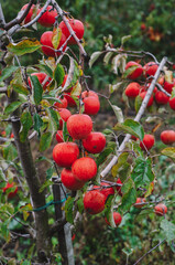 Obraz premium apple orchard