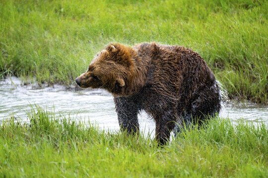 Brown bear (Ursus arctos) shaking water out of its fur after a bath in the river, spring, Alaska, USA